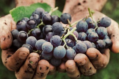 Ostoros Portugieser szőlő